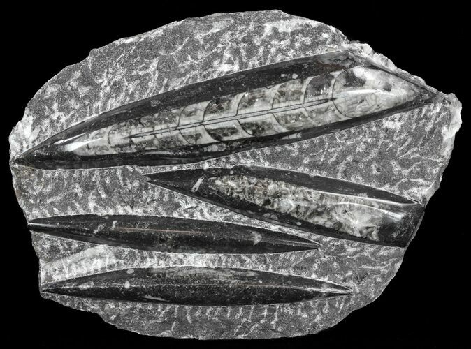 Polished Orthoceras (Cephalopod) Plate - #61537